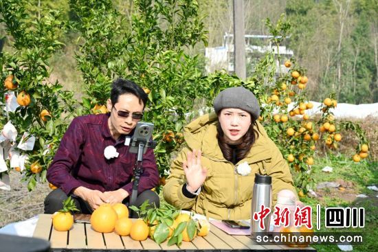 　四川瑞和园农业科技有限公司柑橘产业园里，主播现场直播带货。邹刚摄